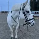EquusCaty 