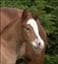 Pleasure