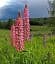 perk